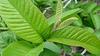 Fresh Guava Leaves/Amrood ke patte/Payara/Peroo/Pijuli/Jam Phal/Ayurvedic/Herbal (40 leaves) view 1