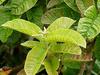 Fresh Guava Leaves/Amrood ke patte/Payara/Peroo/Pijuli/Jam Phal/Ayurvedic/Herbal (40 leaves) view 2