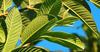 Fresh Guava Leaves/Amrood ke patte/Payara/Peroo/Pijuli/Jam Phal/Ayurvedic/Herbal (40 leaves) view 3