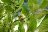 Fresh Guava Leaves/Amrood ke patte/Payara/Peroo/Pijuli/Jam Phal/Ayurvedic/Herbal (40 leaves) view 4