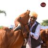 Kudej Premium Desi Gir Cow Ghee, 250ml| Vedic Bilona Method, Free Grazing Cows| Natural Immunity Booster from Gujarat| Lactose-Free A2 Ghee| Eco-Friendly| Rich Flavor, Supports Pastoral Community view 3