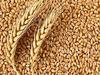Wheat Gehun/Gehu 950 gm. Hand Picked Clean Premium Wheat Whole (Sabut Gehu) Sharbati,  , 950 Gm. view 2
