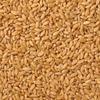 Wheat Gehun/Gehu 950 gm. Hand Picked Clean Premium Wheat Whole (Sabut Gehu) Sharbati,  , 950 Gm. view 3