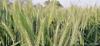Wheat Gehun/Gehu 950 gm. Hand Picked Clean Premium Wheat Whole (Sabut Gehu) Sharbati,  , 950 Gm. view 4