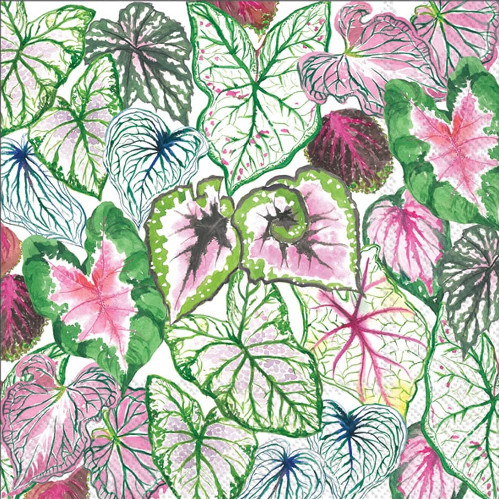 Boston International IHR 3-Ply Paper Napkins, 20-Count Lunch Size, Succulent Leaves