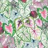 Boston International IHR 3-Ply Paper Napkins, 20-Count Lunch Size, Succulent Leaves view 1