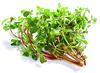 A D FOOD & Herbs Organic Brahmi|Bacoa monnieri Dried Brahmi Leaves (500 Gms) view 4