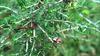 3V PRODUCTS :Sivanar Vembu Powder 1Kg | Wiry Indigo | Indigofera Aspalathoides 1000gm view 2