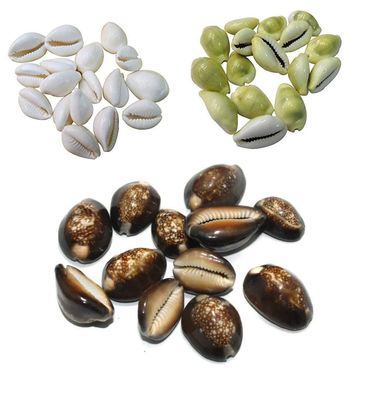 Pmw - Yellow White and Black Cowrie Combo - Each 11 Pieces - Total 33