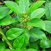 3V PRODUCTS Sirukurinjan Powder 1Kg | Gurmar | Gymnema Sylvestre | Podapatri | Gudmar | Madhunashini view 2