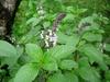 3V PRODUCTS Thiruneetru Pachilai Powder 250g | Sweet Basil | Ocimum Basilicum view 3