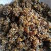 Gayatri Guggul and Pure (Pure, Natural and Grade 1) Guggal/Gugal/Commiphora Guggal for Dhoop, Dhuni or Hawan (250) view 4