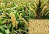 Eywa Seeds & Exports Pvt Ltd Foxtail Mllet Flour (2 Kg) For Eating And Cooking | Kang Atta | Produce Of India From Organic Farms By Eywa view 3
