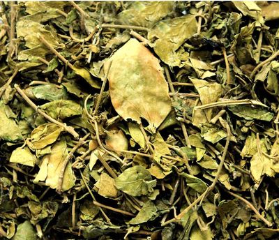 Darshan Sandhya Dried Gudmar, Gurmar Leaves, Sirukurinjan, Podapatri, Madhunashini, Gymnema Sylvestere (Pack of 200gm)
