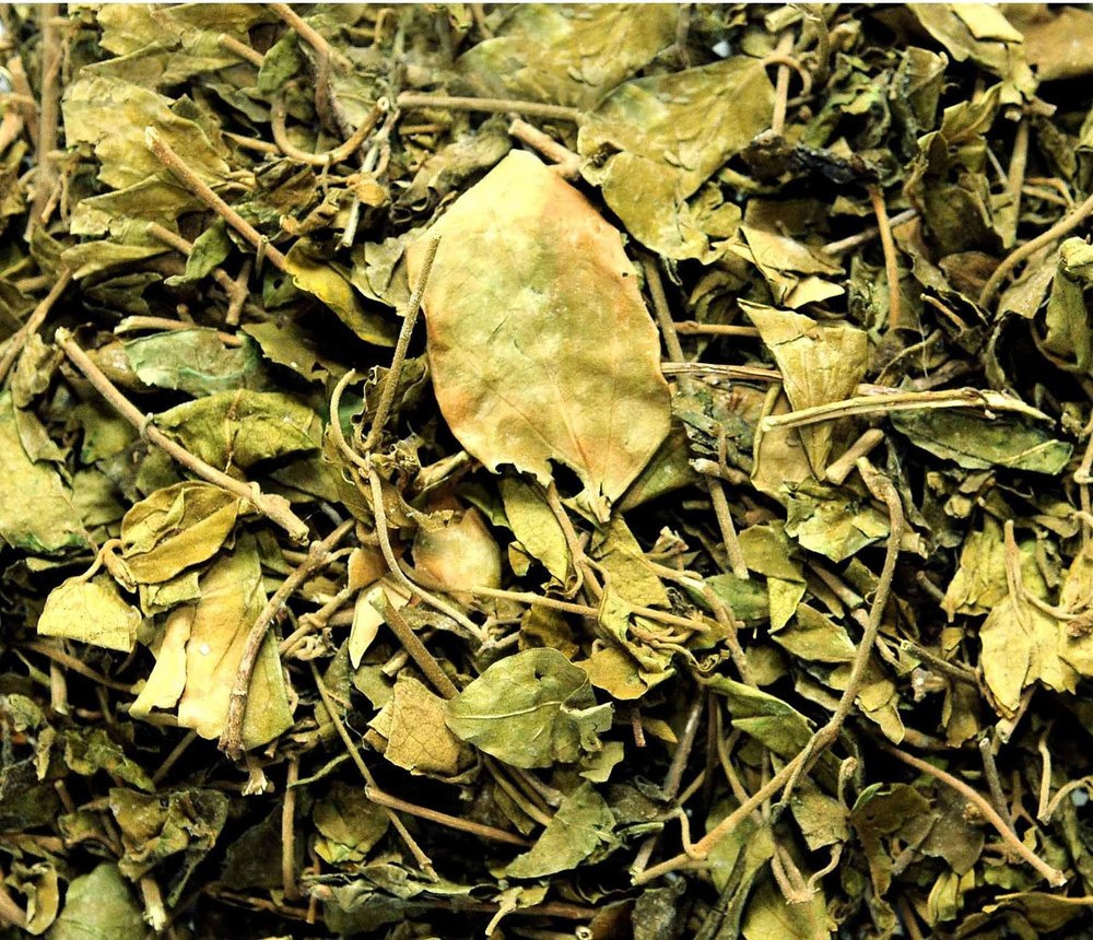 Darshan Sandhya Dried Gudmar, Gurmar Leaves, Sirukurinjan, Podapatri, Madhunashini, Gymnema Sylvestere (Pack of 200gm)