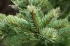 3V PRODUCTS Talispatra Powder 50g | Thalisapathiri | Abies webbiana | Indian Silver Fir view 2