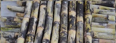 KB Netrue Sugarcane Ganna Eekh Fresh Plant Stick Stems Set of 10 Pieces (15 Inch) (10pcs)