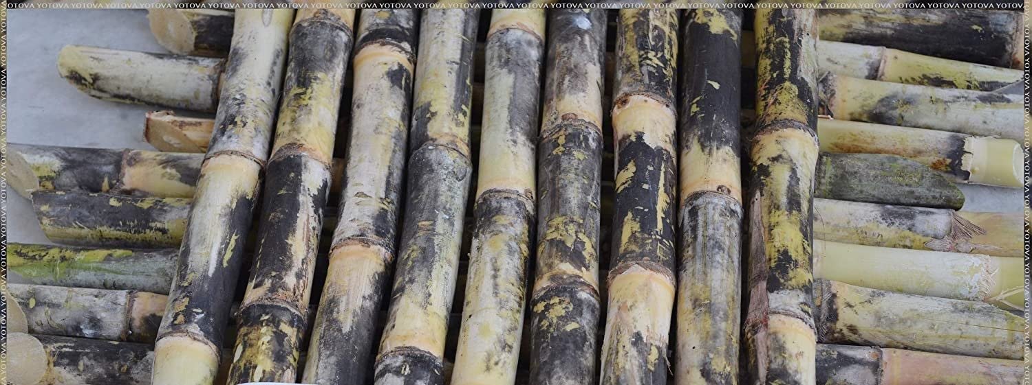 KB Netrue Sugarcane Ganna Eekh Fresh Plant Stick Stems Set of 10 Pieces (15 Inch) (10pcs)