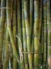 KB Netrue Sugarcane Ganna Eekh Fresh Plant Stick Stems Set of 10 Pieces (15 Inch) (10pcs) view 2