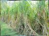 KB Netrue Sugarcane Ganna Eekh Fresh Plant Stick Stems Set of 10 Pieces (15 Inch) (10pcs) view 3