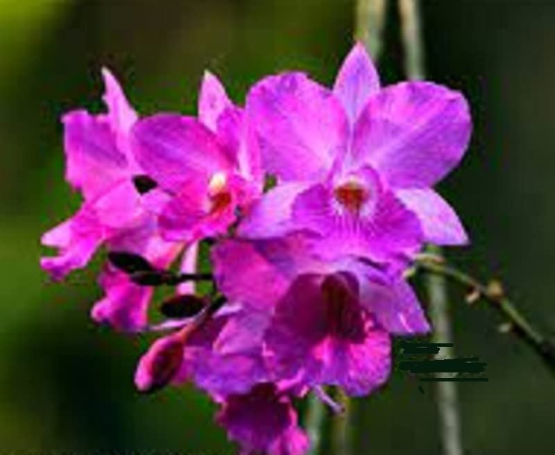 Exotica Orchids Diacatt. Chantily Lace X Brough. Sanguinea - Orchid Plant