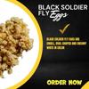 Black Soldier Fly Larvae Eggs - 5grams view 2