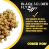 Black Soldier Fly Larvae Eggs - 5grams view 3