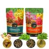 TEACURRY Slimming PCOS Combo Pack (1 Months Pack, 100 Grams Loose) view 1