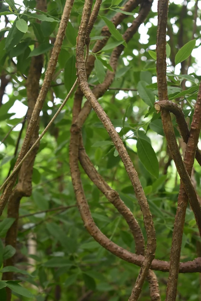 RUKDA Fresh Neem Giloy Sticks A1 Quality Guduchi Stems for Ayurvedic & Herbal Wellness 50 inch Long, Fresh & Handpicked