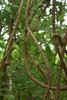 RUKDA Fresh Neem Giloy Sticks  A1 Quality Guduchi Stems for Ayurvedic & Herbal Wellness  50 inch Long, Fresh & Handpicked view 1