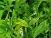 3V PRODUCTS Nilavembu Powder - Pack of 2x100g- Chirata | Kalmegh | Kirayata | Andrographis Paniculata view 3