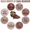 Keva Chaga Tablet in 60 Supports Immunity view 3