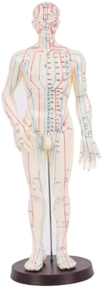 ACS Meridian Model Human Body Acupuncture Body Massager Point Statue Male Size - 50 CM, Multicolour