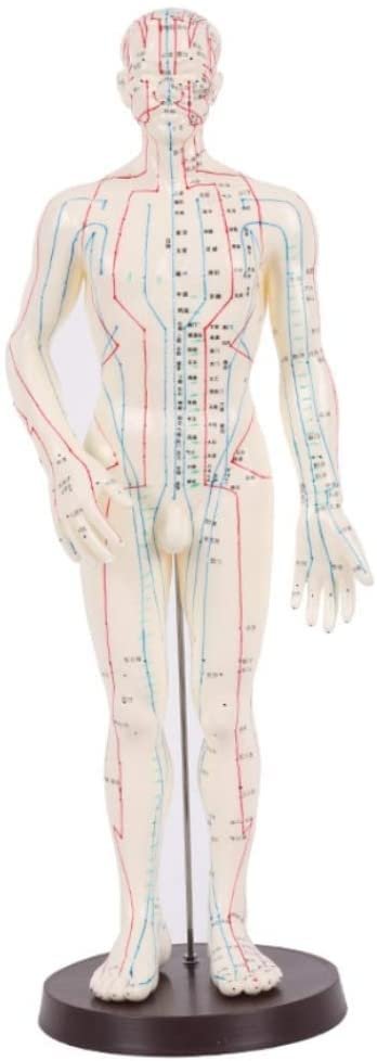 ACS Meridian Model Human Body Acupuncture Body Massager Point Statue Male Size - 50 CM, Multicolour