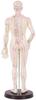 ACS Meridian Model Human Body Acupuncture Body Massager Point Statue Male Size - 50 CM, Multicolour view 4