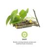 PRAVEK Giloy, Natural Immunity Aid Extract, Antioxidant Properties, Immunity Booster - 60 Capsules (Pack Of 2) view 4