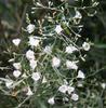 A D Food & Herbs Organic Sankhpuspi/Convolvulus pluricaulis Herbal Powder Ayurveda (20 Gms) view 4