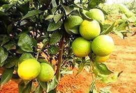 SWEET LEMON (SIEAT)