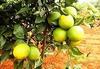 SWEET LEMON (SIEAT) view 1