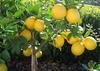 SWEET LEMON (SIEAT) view 2