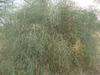 A D Food & Herbs Organic Dried Ker /Capparis Decidua (Rajasthani/Marwari Origin) Panchkutta Ingredient (150 GMS) view 2