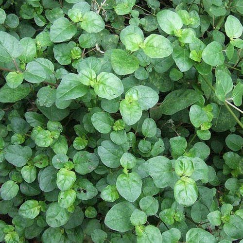 HERBALISM Punarnava Mul- 100 Gram