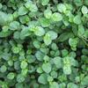 HERBALISM Punarnava Mul- 100 Gram view 1