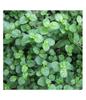 HERBALISM Punarnava Mul- 100 Gram view 2