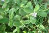 3V PRODUCTS Nathai Choori Seeds 200g | Madanaghanti | Landrina | Madhana Chettu | Borreria Hispida view 2