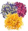 A D Food & Herbs Combo of Dried Butterfly Pea Flower/Rose/Calendula Flower Petals Aromatic Edible for Homemade Lattes, Tea Blends, Bath Salts, Gifts, Crafts each pack (150 Gms) view 1