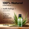 Esslux Citronella Essential Oil - 100% Pure Natural Citronella Oil for Diffuser, Candle Making & Skin | Refreshing Aroma for Aromatherapy & Outdoor Protection - Perfect for DIY Projects - 60 ML view 2