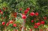 Erwon NPK for Pomegranate Fruits (200gm fruit NPK) view 3