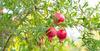 Erwon NPK for Pomegranate Fruits (200gm fruit NPK) view 4