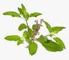3V PRODUCTS Tulsi Powder 400g | Holy Basil | Ocimum sanctum (Pack of 4x100g) view 3